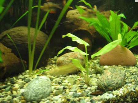 &copy; Zierfischfreunde Immenhausen-Holzhausen Stein